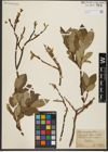 Foto von Salix hastata L.